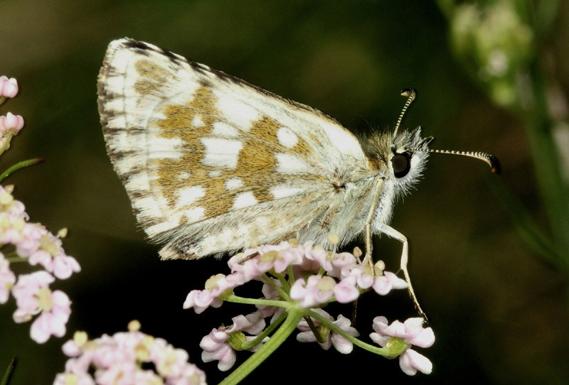 Pyrgus da id. Pyrgus serratulae - Hesperiidae